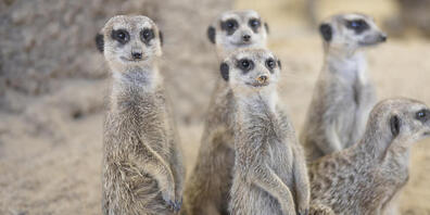 Die Gruppe wurde ohne natürliche Fressfeinde zu gross: Der Zoo Zürich hat drei Erdmännchen an die Hyänen verfüttert. (Archivbild)