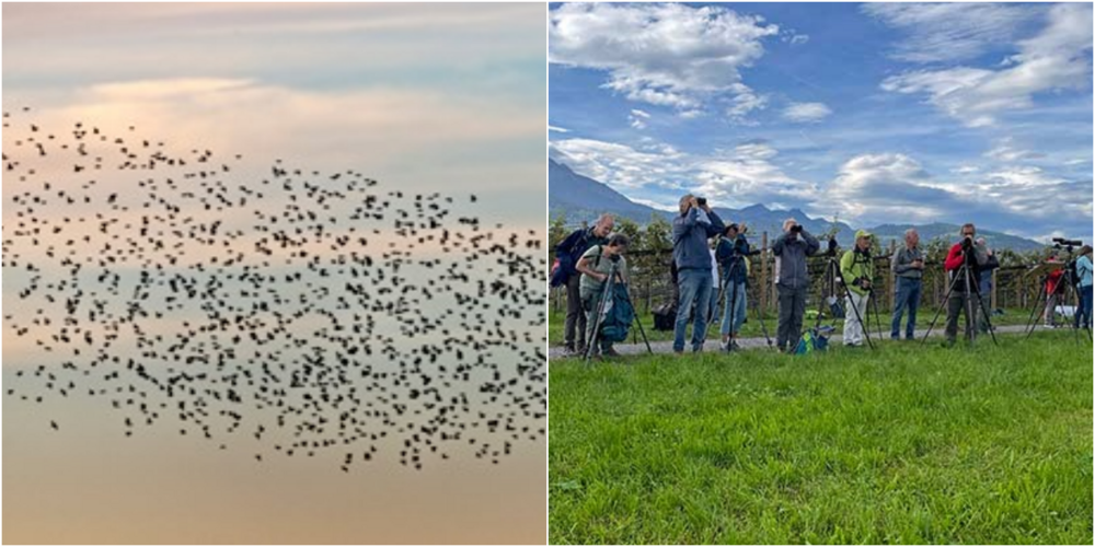 An 50 betreuten Beobachtungspunkten stehen am 5. und 6. Oktober 2024 Ornithologinnen und Ornithologen zur Verfügung.