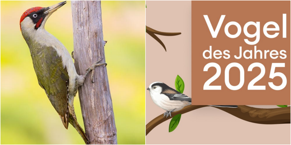 Der Titel «Vogel des Jahres» wird von BirdLife vergeben.