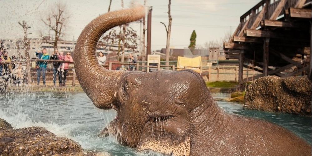 Elefant Sabu.