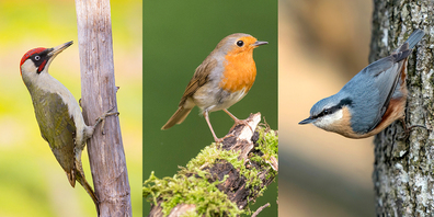 Der Vogel des Jahres wird gesucht.