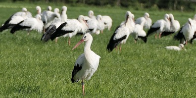 Stolze Tiere: Im Linthgebiet gehören Störche zum Alltag.