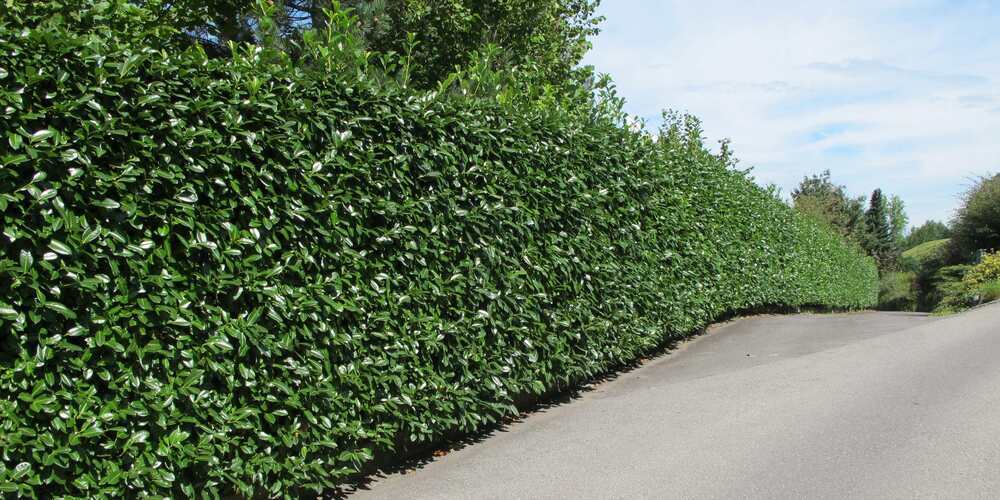 Kirschlorbeer ist einer der invasive Neophyten