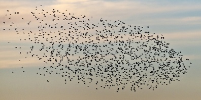 Stare konnten am EuroBirdwatch in beeindruckenden Schwärmen auf ihrem Zug in den Süden beobachtet werden.