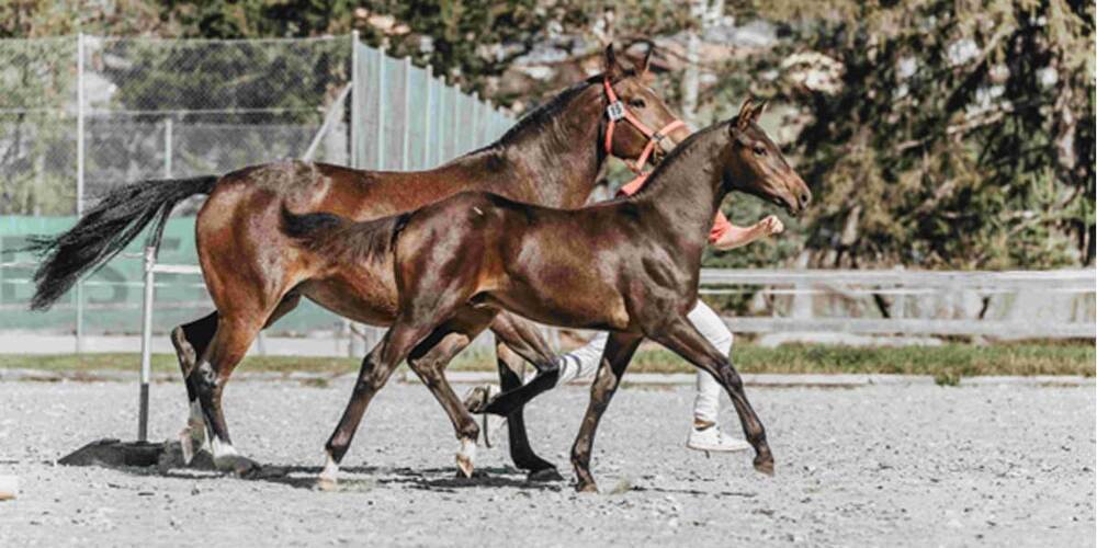 Stute Estoria mit Fohlen Dian von Fam. Bärtsch Furna 