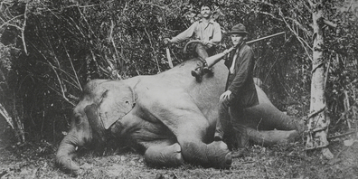 Fritz und Paul Sarasin forschen Ende des 19. Jahrhunderts in Britisch-Ceylon und Celebes, damals Teil der niederländischen Kolonien. Sie gehen aber auch auf Grosswildjagd.