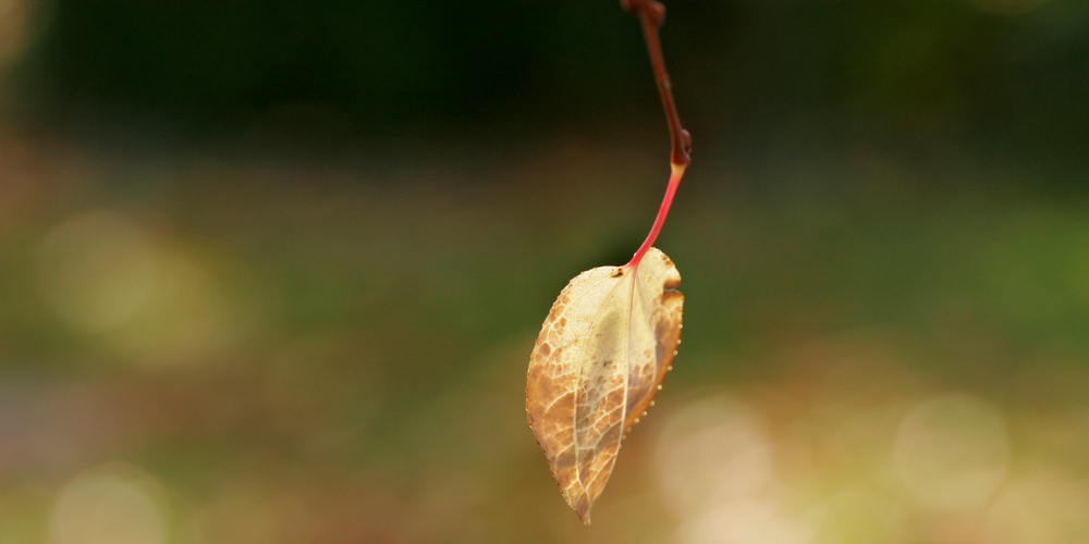 Die Trauerfeier für den Tessiner Unternehmer und Lugano-Mäzen Geo Mantegazza findet am kommenden Samstag statt. (Symbolbild)