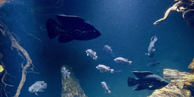 Im Zoo Zürich tummeln sich dunkle Gestalten im Internet.