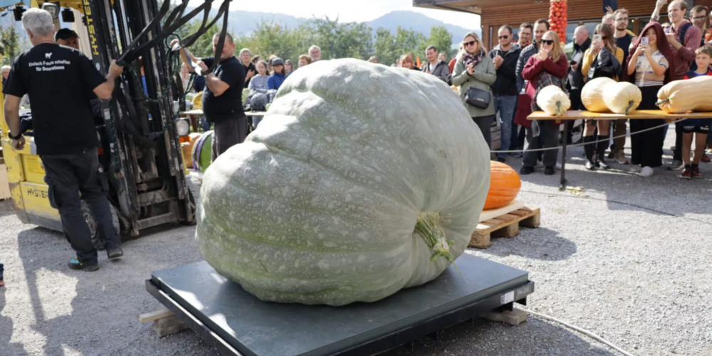 Der Siegerkürbis wiegt 727.5 Kilogramm.