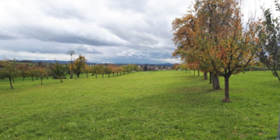 Die heute artenarme Wiese zwischen den Obstreihen soll in eine blütenreiche Magerwiese umgewandelt werden. © Anna Gruber