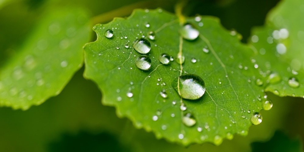 Die Veranstaltungsreihe dreht sich rund um die Natur und Nachhaltigkeit. (Symbolbild)