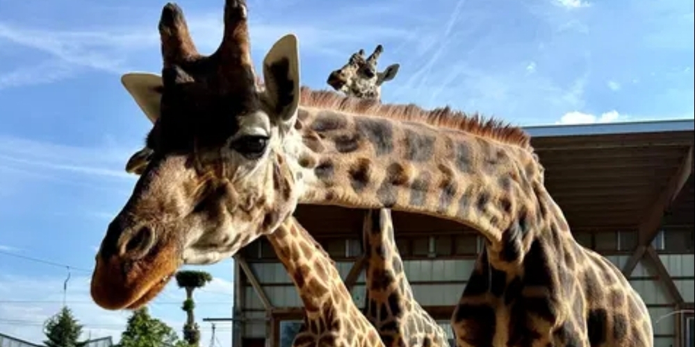 Liebling von Gross und Klein: Giraffendame Luana prägte den Kinderzoo während 25 Jahren.