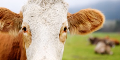 Die Stadtpolizei klärt derzeit die Umstände des Ausbruchs ab (Symbolbild)