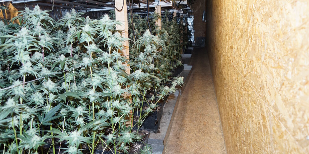 In einem Stall in Flumserberg hatte ein 42-jähriger Schweizer mutmasslich eine Hanfplantage eingerichtet.