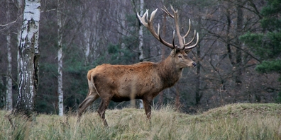 Im Melsner Ortsteil Plons erlegte ein Wilderer und Trophäen-Sammler illegal einen Hirsch-Stier. (Symbolbild)