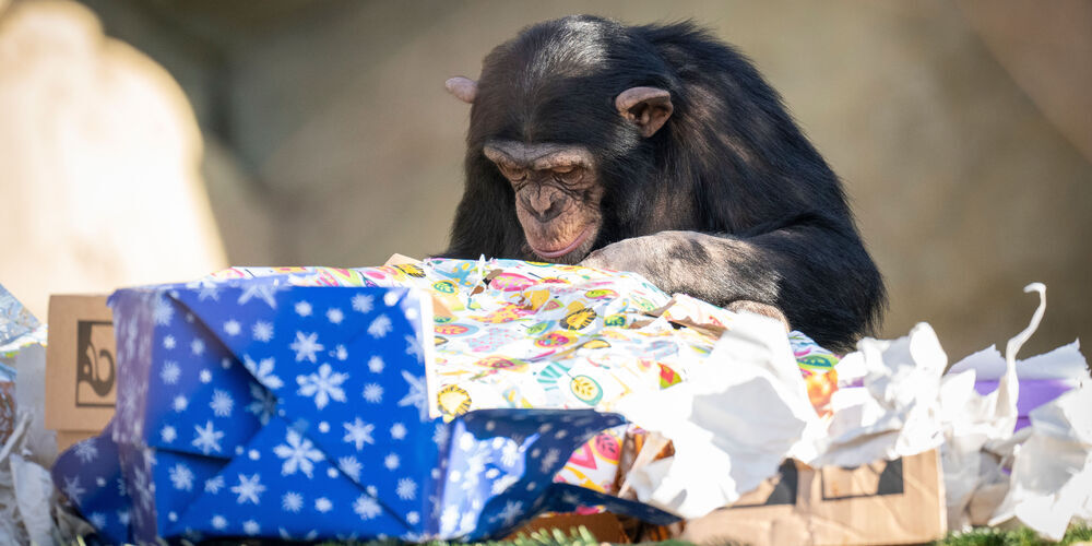 Was dieser Schimpsanse wohl geschenkt bekommt?
