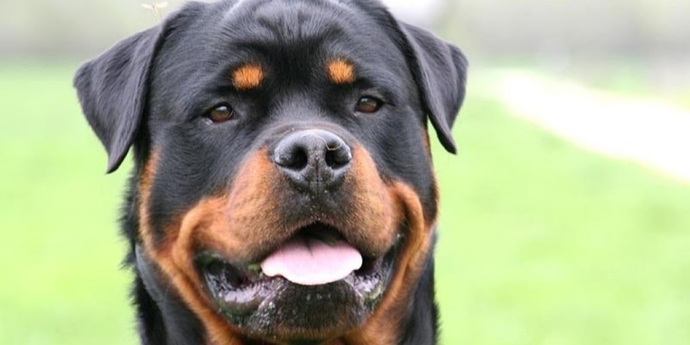 Die Zürcher Hundeverbotsliste wird um die Rasse Rottweiler erweitert.