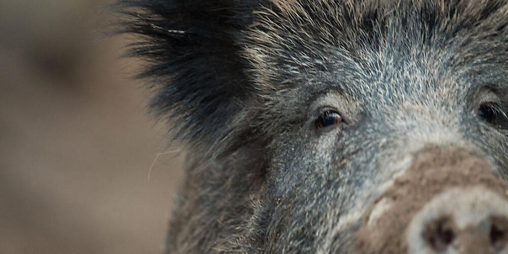 Wildschweine tauchen im Kanton Schwyz nur selten auf. (Symbolbild)