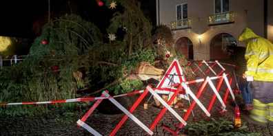 Der Weihnachtsbaum der Gemeinde Hörbranz wurde das Opfer einer  starken Windböe