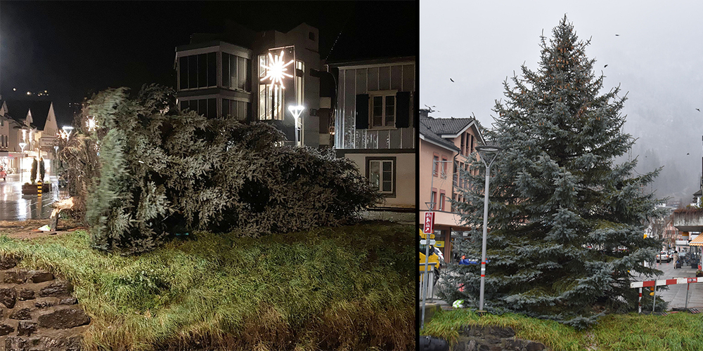 Standhaft: Nachdem der Weihnachtsbaum umstürzte, stand er am Freitagmorgen in voller Pracht wieder da. 