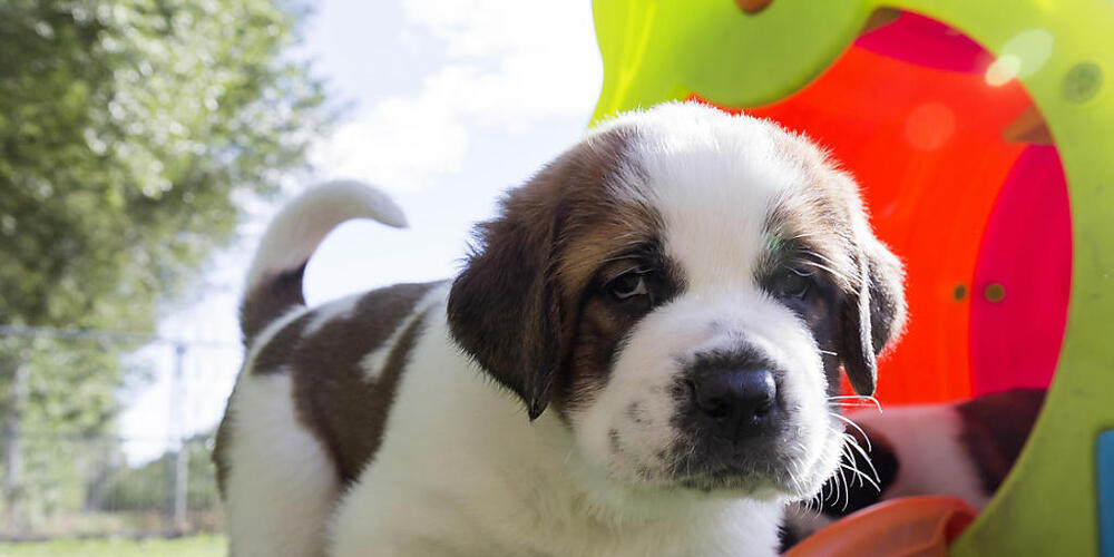 Ein Hundebesitzer in Baden AG, der die Hundesteuer nicht bezahlte und daher zu einer Busse verurteilt wurde, muss nun doch nicht einen Tag ins Gefängnis. Das hat das Aargauer Obergericht entschieden. (Symbolbild)