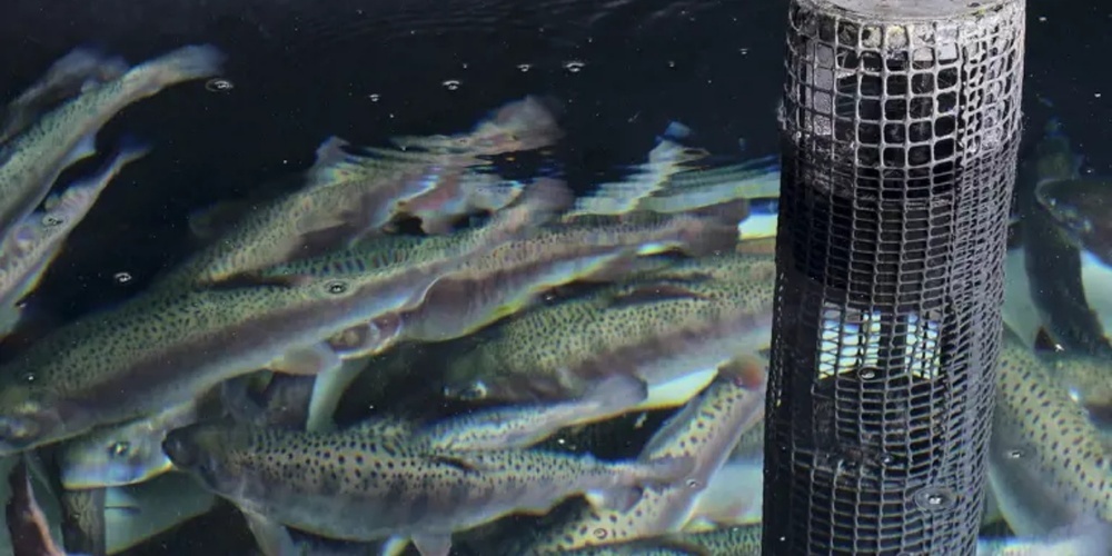 Masu-Lachs in den Zuchtbecken der Edelkrebs AG.