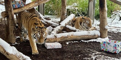 Das Bild mit den beiden Amurtigern Viktor und Julinka stammt von Weihnachten 2024.