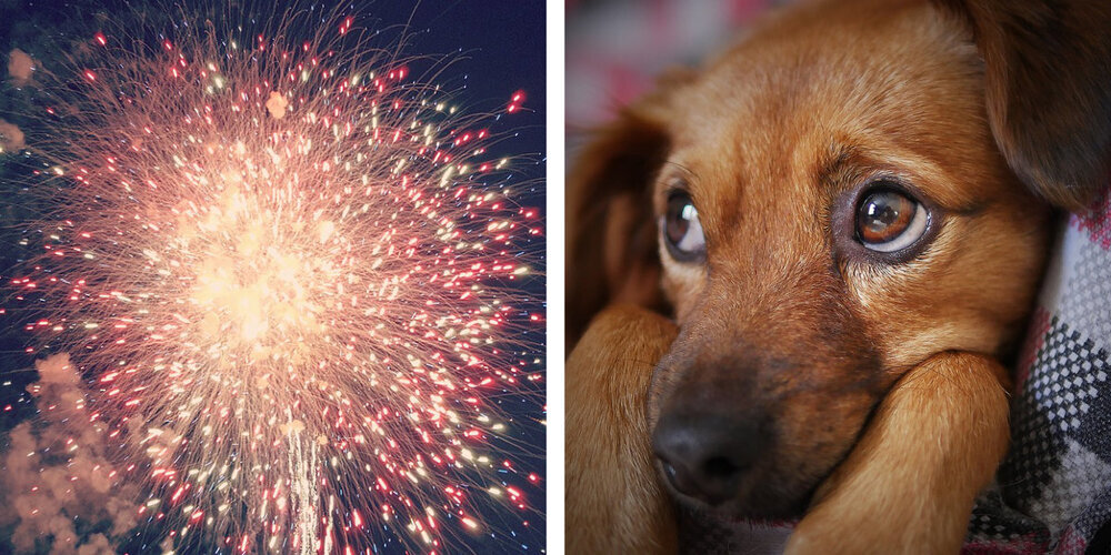 So schön Feuerwerk auch ist – für Tiere ist es Stress pur. Nicht nur für Hunde und Katzen.