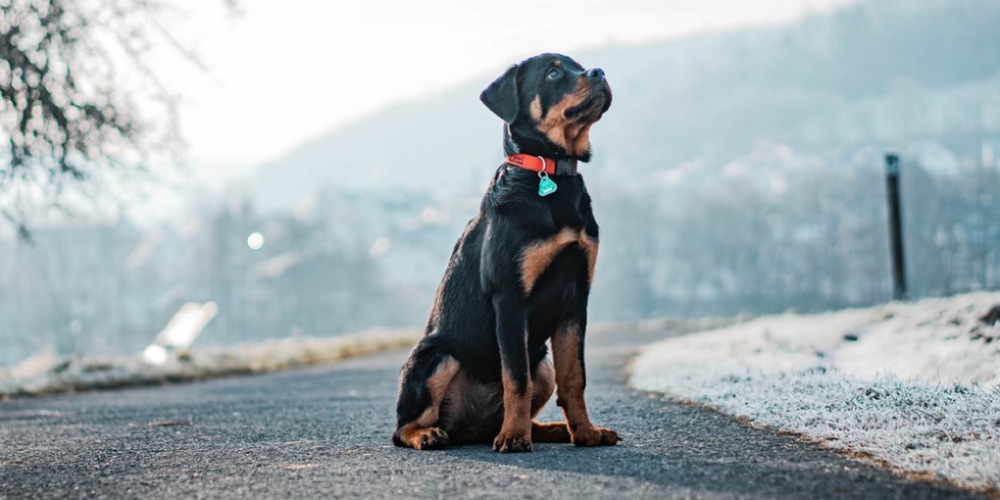 Eine Statistik zeige, dass Vorfälle, bei denen Rottweiler involviert sind, einen verschwindend kleinen Teil ausmachten.