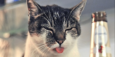 Oje, das war wohl eine heftige Silvesterparty...