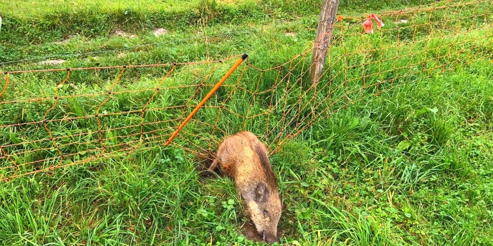 «Nachhaltige Startups» an der Universität St.Gallen haben vier Studenten ein Projekt gegen Tierleid ins Leben gerufen.