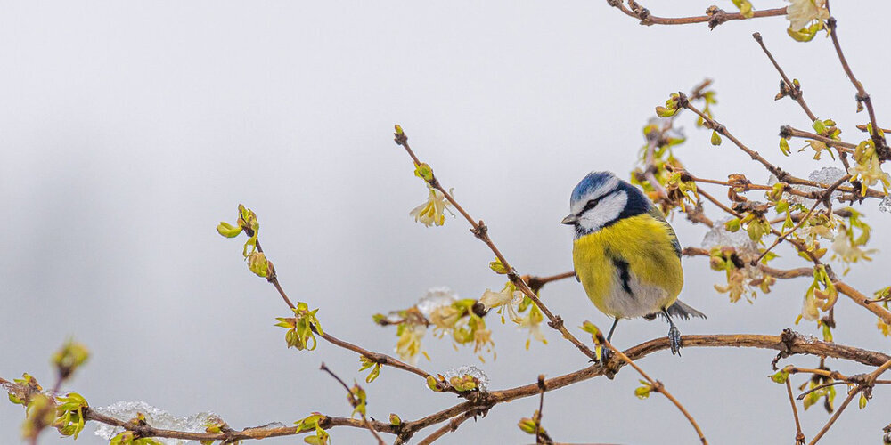 Die Vögel zwitschern es schon von den Bäumen: Im Februar erscheinen wieder unsere beliebten Zeitungen!