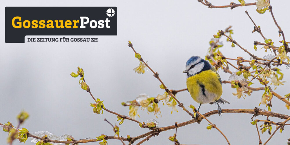 Die Vögel zwitschern es schon von den Bäumen: Am 7. Februar erscheint die nächste Gossauer Post.