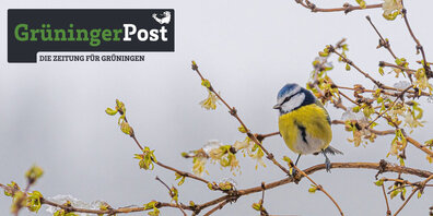 Die Vögel zwitschern es schon von den Bäumen: Am 21. Februar erscheint die erste Grüninger Post vom neuen Jahr.