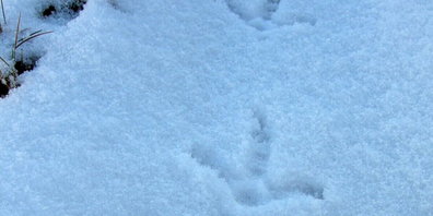 Macht sich auf Spurensuche: Der WWF Ost. 