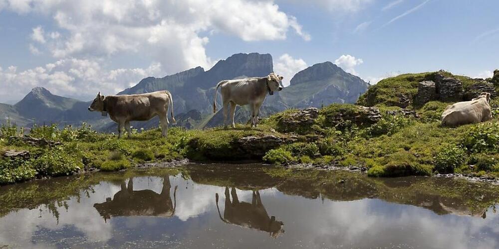 Rinder könnten sich auf Vorarlberger Alpen durch Kontakte mit infiziertem Rotwild mit TBC angesteckt haben. (Archivbild)