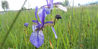 Seltenes Schmuckstück im Sarganserland: Die Sibirische Schwertlilie.