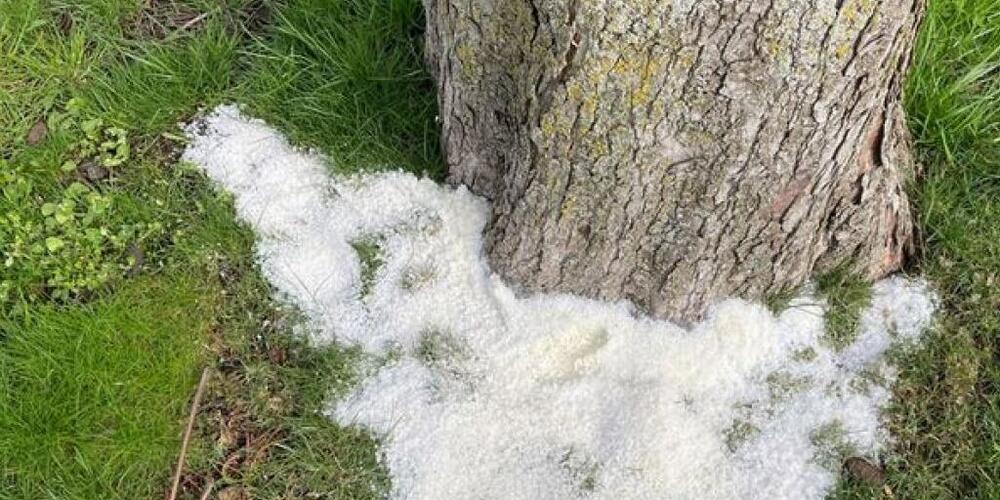 In Bregenz werden Bäume mit grossen Mengen Salz vergiftet.