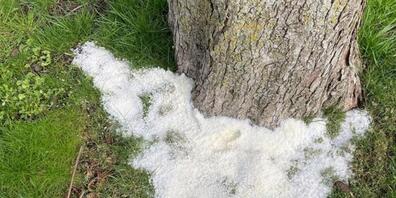 In Bregenz werden Bäume mit grossen Mengen Salz vergiftet.