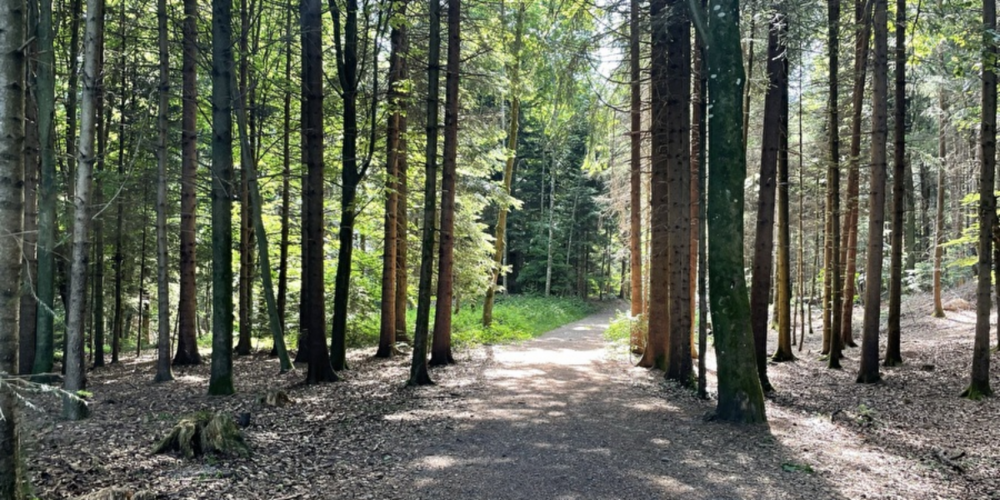 Zwei Forstreviere wurden zusammengelegt. (Themenbild)