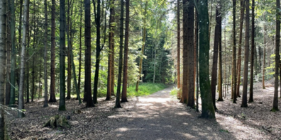 Zwei Forstreviere wurden zusammengelegt. (Themenbild)