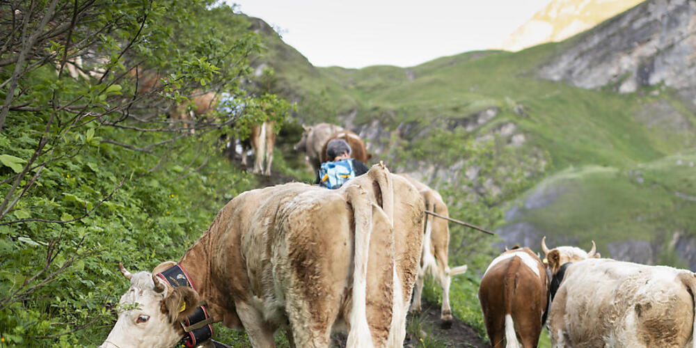 Rinder könnten sich auf Vorarlberger Alpen durch Kontakte mit infiziertem Rotwild mit TBC angesteckt haben. (Archivbild)