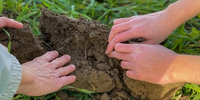 Mit der regenerativen Landwirtschaft reichern Landwirte den Boden mit Humus an, also mit der fein zersetzten organischen Substanz eines Bodens.