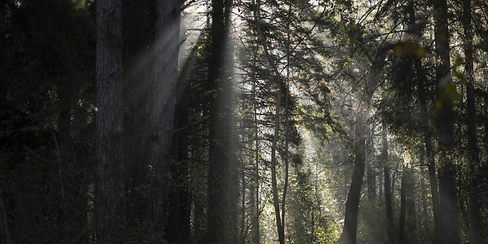 Der Gründungsort des Klosters St. Gallen befand sich mitten in einem im Wald - und nicht etwa an einem See. Bald musste dessen Nutzung geregelt werden. Dazu gibt es nun eine neue Ausstellung. (Archivbild)
