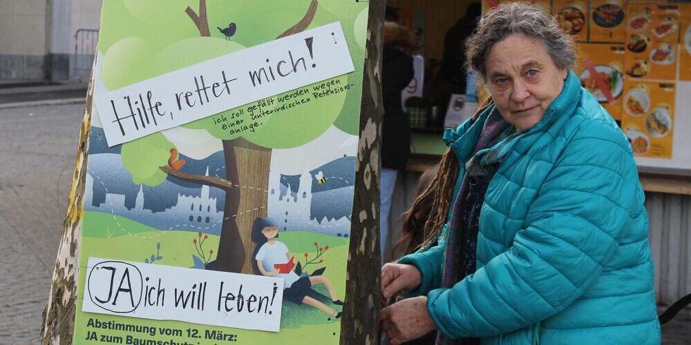 Ursula Bühler montiert ihr Protestplakat an der Platane Nummer 13. Auf dem umfunktionierten Plakat der Baumschutz-Abstimmung von 2023 wird das Stehenlassen des grossen Baums gefordert