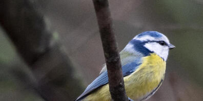 Vögel wie diese Blaumeise sollen im Kanton Zürich nicht mehr den Fenster-Tod sterben. Der Kantonsrat hat entschieden, dass Neubauten künftig "vogelfreundlich" sein müssen. (Symbolbild)