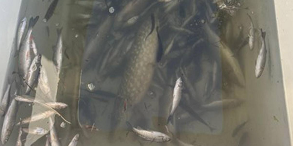 Die Fische im Sohlgraben sind allesamt verendet