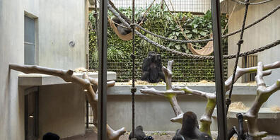 Der Zoo Basel soll gemäss Bildungs- und Kulturkommission in den kommenden Jahren 8 Millionen Franken von Kanton erhalten. (Archivbild)