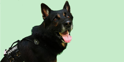 Good boy! Polizeihund Indiro hat gute Arbeit geleistet. (Bild: kaposz/red)