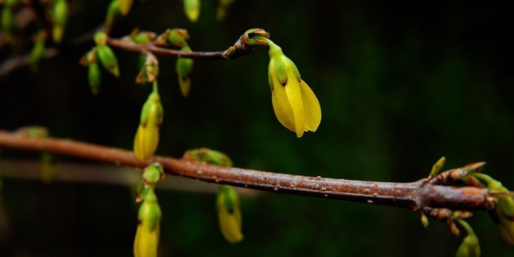 Der Naturschutzverein Grüningen empfiehlt einheimische Sträucher im Garten. (Symbolbild)